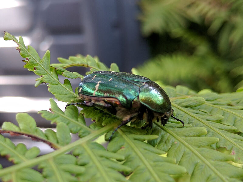 Artikelbild Ein schön anzusehender Käfer