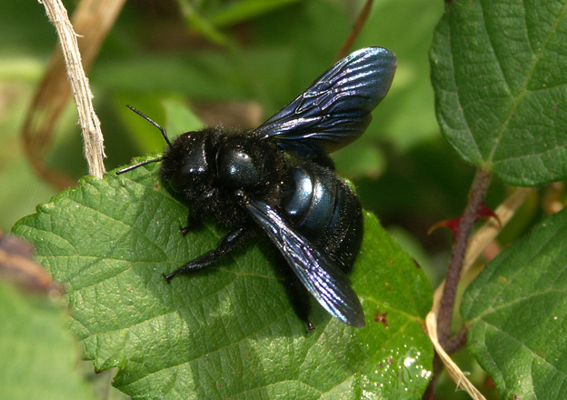 Artikelbild Die schwarze Holzbiene